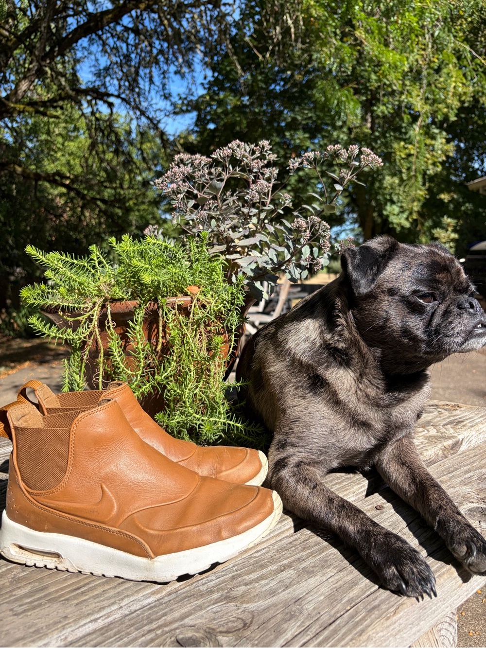 Leather Slip-On Dog Shoes by  (Brown)